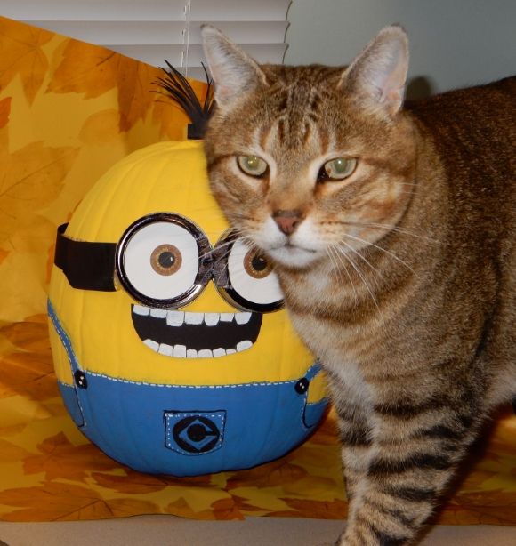 Cats And Their Minion Photo Diary